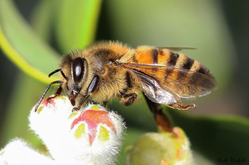 Повышение производительности пчел